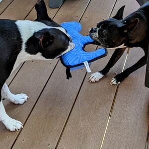 🏖Thank-Q for shopping small! Love, Katie & Iggy🏖